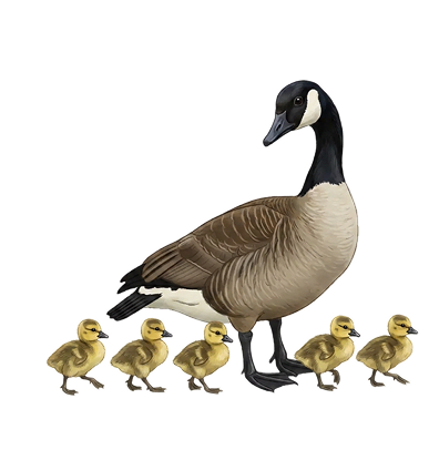 Canada goose with goslings