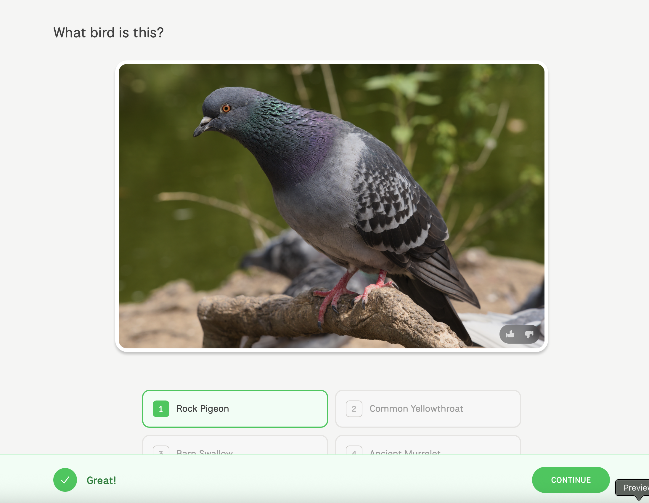 Bird quiz question showing a Northern Mockingbird
